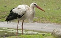 Stork