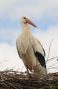 Stork