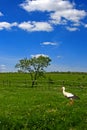 Stork Royalty Free Stock Photo