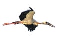 Stork in aerodynamic flight at Bhigwan, Maharashtra, India