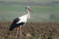 Stork on an agricultural field