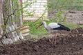 Stork on arable land Royalty Free Stock Photo