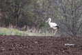 Stork on arable land Royalty Free Stock Photo