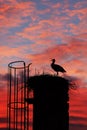 Stork at sunset. Silhouette of white stork, Ciconia ciconia, with open beak standing in nest on old chimney. Evening colorful sky Royalty Free Stock Photo