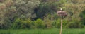 Stork with baby birds on his nest Royalty Free Stock Photo