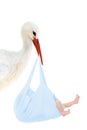 Stork with baby in blue bag Royalty Free Stock Photo