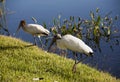 Stork and a baby storks on a lake in Florida