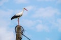 Stork. Big white bird in full-length profile. Royalty Free Stock Photo