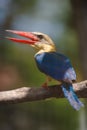 Stork billed kingfisher