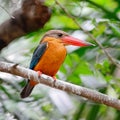 Stork-billed Kingfisher