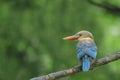 (Stork-billed Kingfisher) Beautiful bird perching on branch