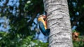 Stork-billed Kingfisher bird in action, peeking inside the nest created by a woodpecker in the coconut tree trunk, eating the Royalty Free Stock Photo