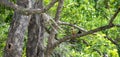 Stork-billed Kingfisher catches a big snakehead fish fly over to the nearby tree branch and ready to swallow