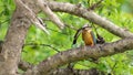 Stork-billed Kingfisher catches a big snakehead fish fly over to the nearby tree branch and ready to swallow