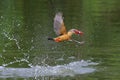 The stork-billed kingfisher catches fish in the river. Royalty Free Stock Photo