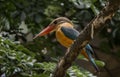 Stork-billed kingfisher childhood on the branch of a tree Royalty Free Stock Photo