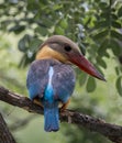 Stork-billed kingfisher childhood on the branch of a tree. Royalty Free Stock Photo