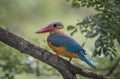Stork-billed kingfisher childhood on the branch of a tree. Royalty Free Stock Photo