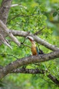 Stork-billed Kingfisher with a fish in its beak, swallowing the fish head first Royalty Free Stock Photo