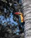 Stork billed kingfisher grabs onto a palm tree and looks back. Sharp pointy red beaks open a little. yellow body with light blue Royalty Free Stock Photo