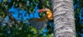 Stork billed kingfisher grabs onto a palm tree and showing off one wing. Sharp pointy red beaks open a little. yellow body with