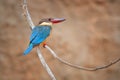 Stork-billed kingfisher, Pelargopsis capensis, a bird, very large tree kingfisher, native to India and Indonesia with very large,