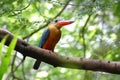 Stork-billed Kingfisher Pelargopsis capensis