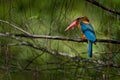 Stork-billed Kingfisher Pelargopsis capensis on the branch, is a tree kingfisher distributed in the tropical Indian