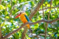 Stork-billed Kingfisher Pelargopsis capensis