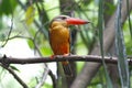 Stork-billed Kingfisher Pelargopsis capensis Cute Birds of Thailand Royalty Free Stock Photo