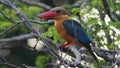 Stork-billed Kingfisher Pelargopsis capensis - tree kingfisher distributed in the tropical Indian subcontinent