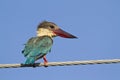 Stork-billed kingfisher in Pottuvil, Sri Lanka