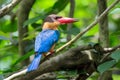 Stork-billed Kingfisher