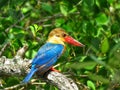 Stork-billed kingfisher / Pelargopsis capensis / Kingfisher Bird