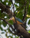 stork billed kingfisher or tree kingfisher or Pelargopsis capensis bird closeup perched on tree branch in natural green background