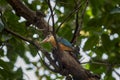 stork billed kingfisher or tree kingfisher or Pelargopsis capensis bird closeup perched on tree branch in natural green background