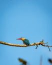 stork billed kingfisher or tree kingfisher or Pelargopsis capensis bird closeup perched in natural blue sky background terai