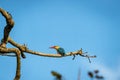 stork billed kingfisher or tree kingfisher or Pelargopsis capensis bird closeup perched in natural blue sky background terai