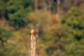 stork billed kingfisher or tree kingfisher Pelargopsis capensis bird perch in natural green background during winter season safari