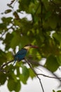 Stork billed kingfisher or tree kingfisher or Pelargopsis capensis at kanha national park india