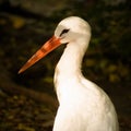 Stork bird animal portrait Royalty Free Stock Photo