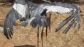 stork bird As the bird spreads its wings. with dim background Royalty Free Stock Photo