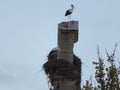 Stork bird big beak nest feathers height fly