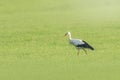 Stork bird Ciconia ciconia foraging in grass Royalty Free Stock Photo