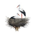 Stork Bird Couple In The Nest. Watercolor Illustration. Hand Drawn White Stork Sit And Stand In The Nest. Nesting Storks
