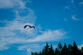 A Stork bird flies in blue sky