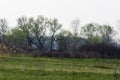 A stork bird flies over a field