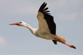 Stork bird in flight