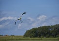 Stork bird landing in strong cross wind