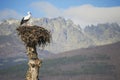 Stork bird on nest